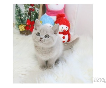 Adorable British Shorthair kitten