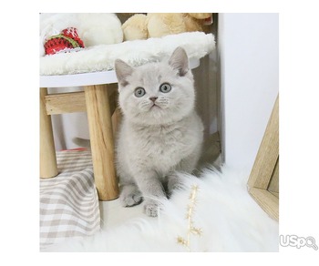 Adorable British Shorthair kitten