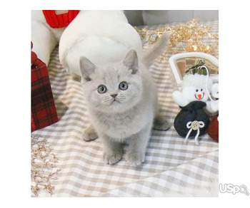 Adorable British Shorthair kitten
