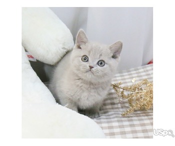 Adorable British Shorthair kitten