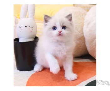 Lovely Ragdoll kitten