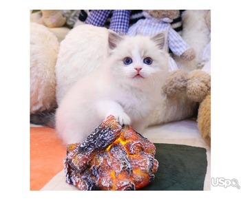 Lovely Ragdoll kitten