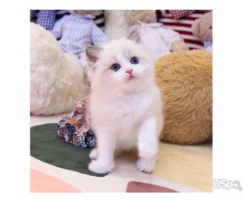 Lovely Ragdoll kitten
