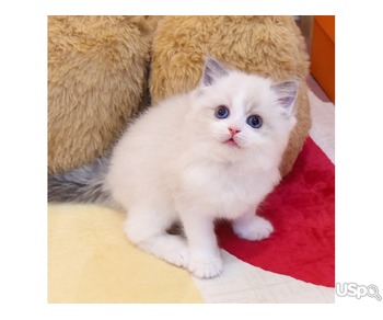 Lovely Ragdoll kitten