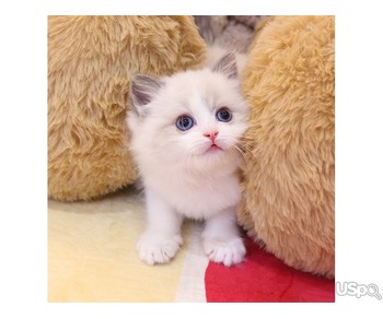 Lovely Ragdoll kitten