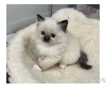 Babies ragdoll kittens looking for a new home.
