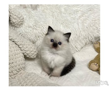 Babies ragdoll kittens looking for a new home.