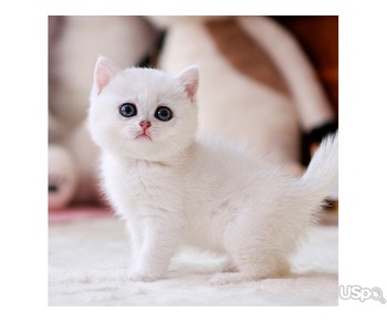 British Shorthair kittens looking for their new family