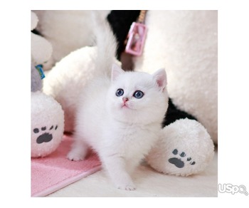 British Shorthair kittens looking for their new family