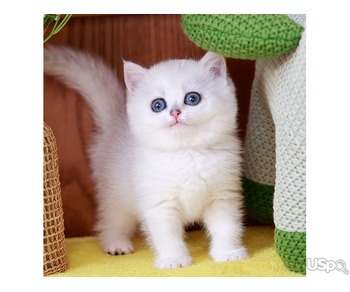 British Shorthair kittens looking for their new family
