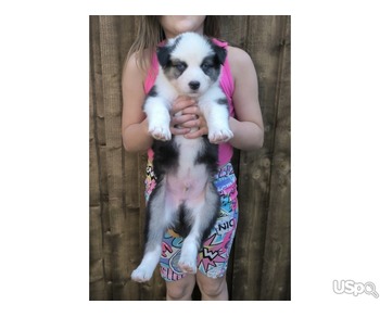 Blue Eyes Siberian husky puppies for sale