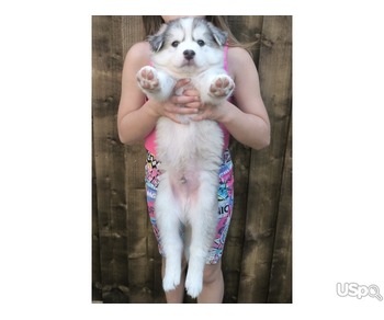 Blue Eyes Siberian husky puppies for sale