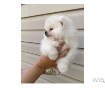 Pomeranian puppy for adoption