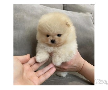 Pomeranian puppy for adoption