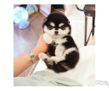 Your dream Pomeranian puppy