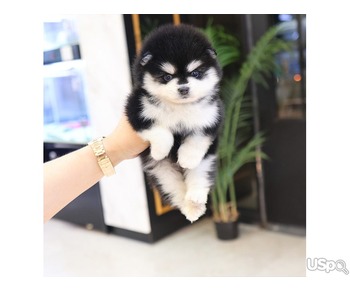 Your dream Pomeranian puppy
