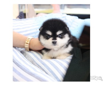 Your dream Pomeranian puppy
