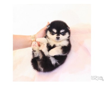 Your dream Pomeranian puppy