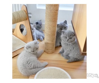 Perfect British Shorthair Kittens