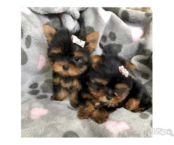 Loving Tea Cup Yorkie Puppies