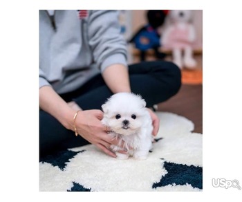 Two Teacup Maltese Puppies Needs a New Family