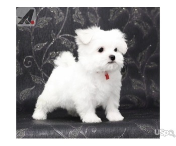 Two Teacup Maltese Puppies Needs a New Family