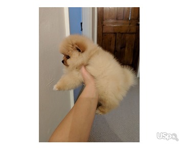 Charming and well behaved Pomeranian for sale