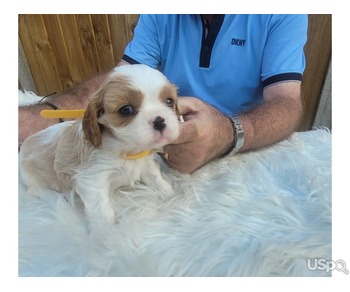 Beautiful king Charles cavalier puppies