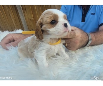 Beautiful king Charles cavalier puppies