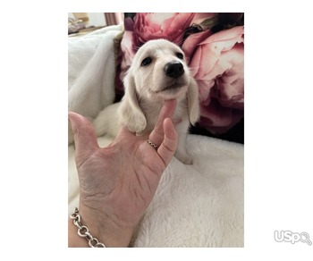 Beautiful cream long haired dachshund very special