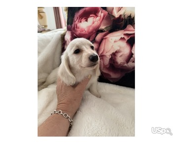 Beautiful cream long haired dachshund very special