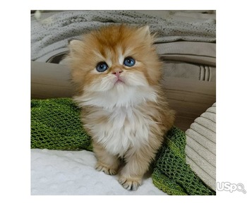 Chinchilla Persian kittens for sale