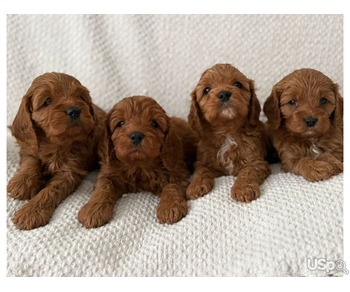 4 RED TOY POODLES FOR SALE