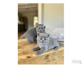 SUPER BSK FOR ADOPTION