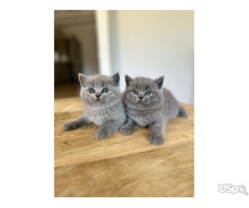 SUPER BSK FOR ADOPTION