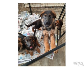 4 German shepherd available