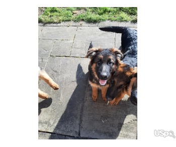 4 German shepherd available