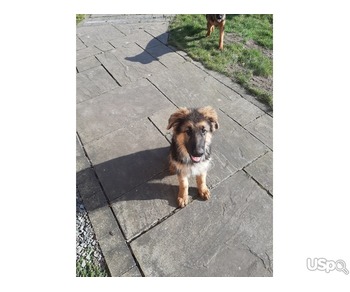 4 German shepherd available