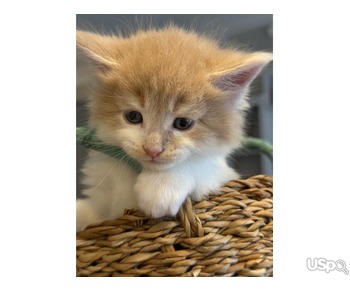 Purebred Maine Coon Kittens for sale