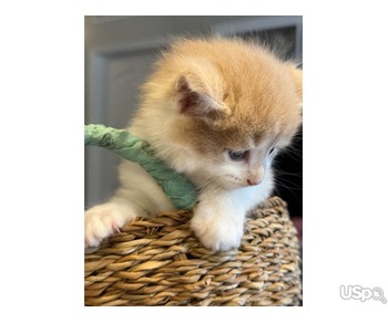 Purebred Maine Coon Kittens for sale
