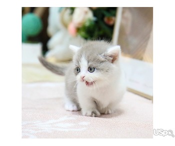 Adorable Munchkin kittens