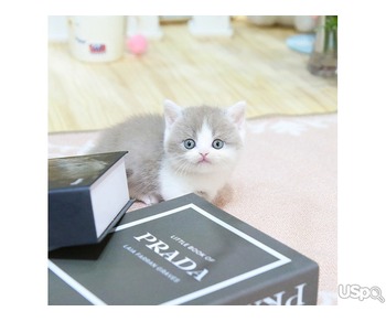 Adorable Munchkin kittens