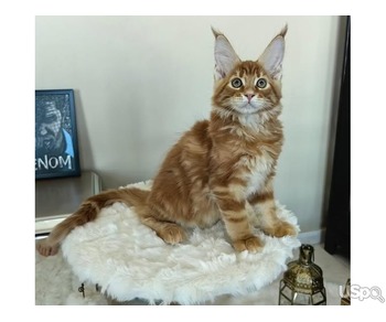 Affordable Maine Coon for new home