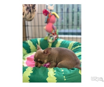 Cheeky Chihuahua Available For Sale