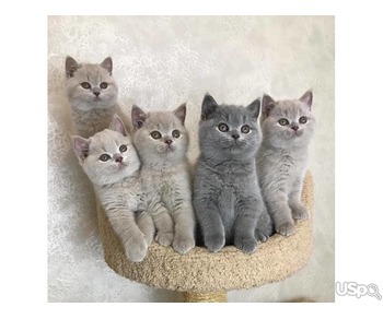 BRITISH KITTENS