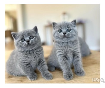 2 BSH kittens ready