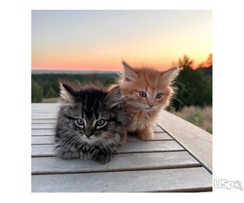 Maine Coon kittens available (Male and Female )