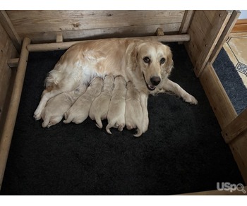 KC Registered Golden Retriever Puppies