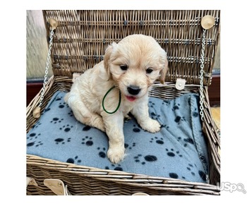 KC Registered Golden Retriever Puppies