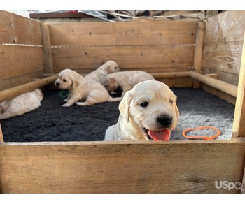 KC Registered Golden Retriever Puppies